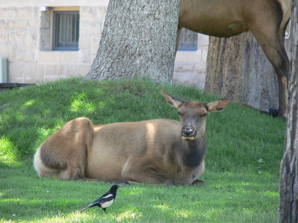 Elk doe and magpie