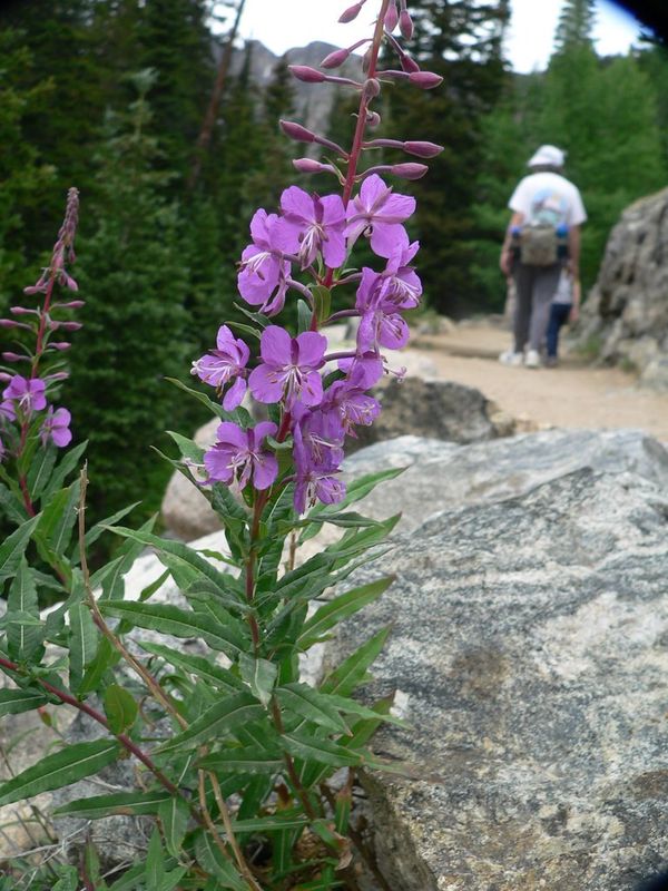 Flowers on the hike