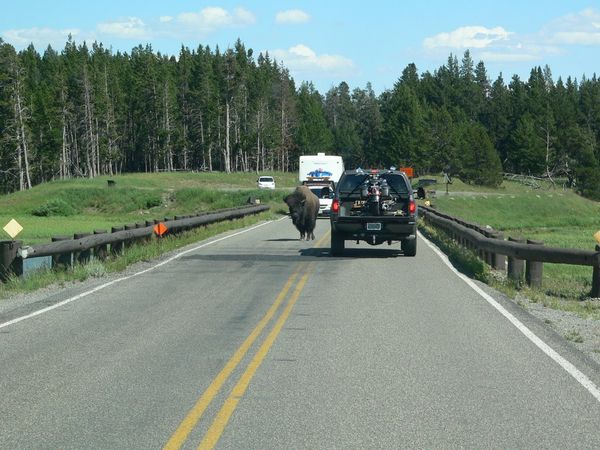 Buffalo about to pass first vehicle.