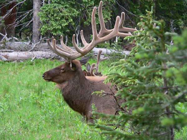 Elk on the drive down from crossing the Rockies