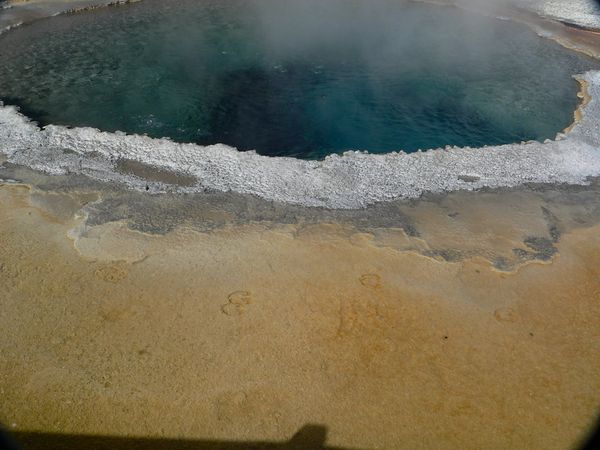 A typical hot spring pool with bison prints in the foreground