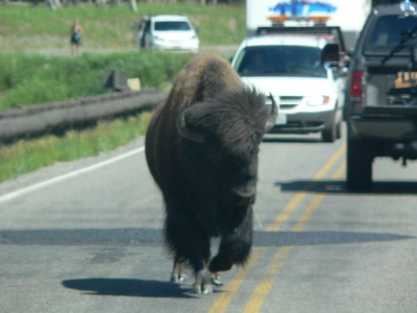 Buffalo past first vehicle and figuring out how to pass us.