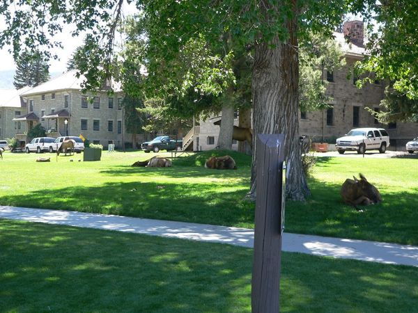 Beware of lounging elk. There were about 17 that I could count in the area. Only about 7 are shown in this picture.